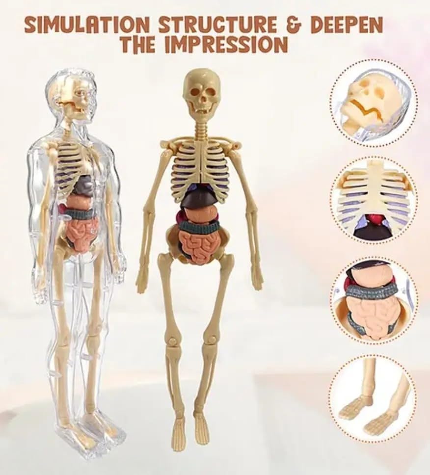 Human Body Board Game